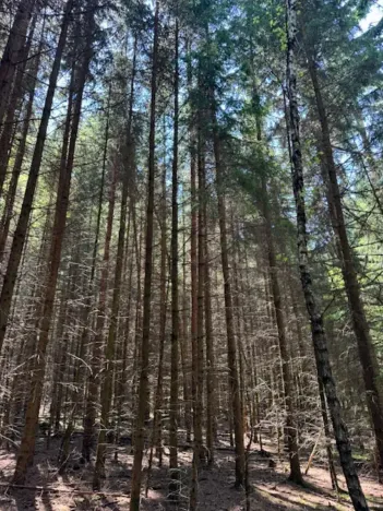 Prodej lesa, Ločenice, 11790 m2