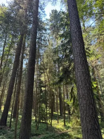 Prodej lesa, Ločenice, 11790 m2