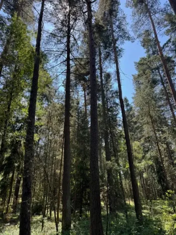 Prodej lesa, Ločenice, 11790 m2