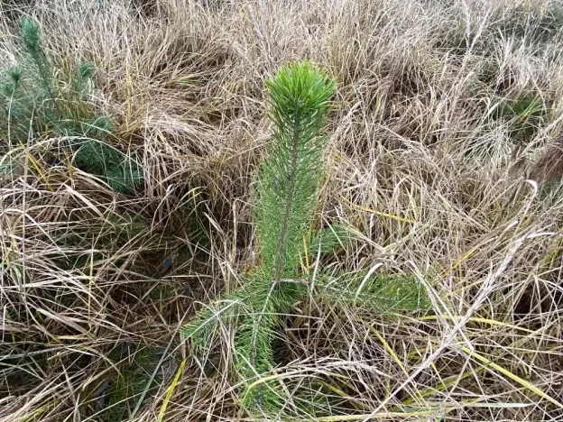 Dražba lesa, Kostelní Lhota, 9438 m2