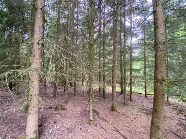 Dražba lesa, Blížejov, 6627 m2