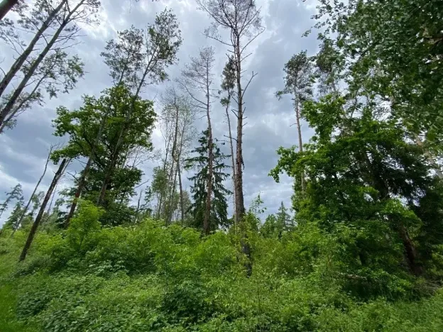 Dražba lesa, Blížejov, 4481 m2