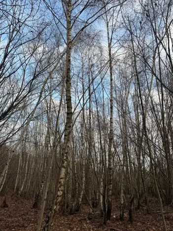 Prodej lesa, Kolinec, 1837 m2