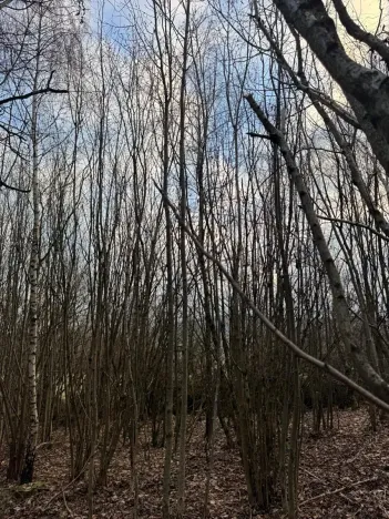 Prodej lesa, Kolinec, 1837 m2