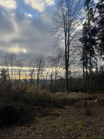 Prodej lesa, Petrovice II, 11117 m2