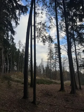 Prodej lesa, Petrovice II, 11117 m2