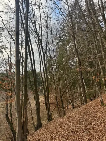 Prodej lesa, Petrovice II, 11117 m2