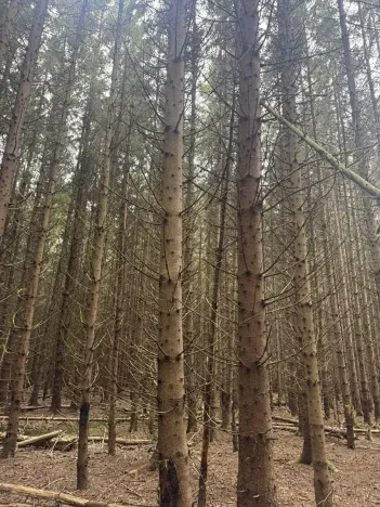 Prodej lesa, Dvory nad Lužnicí, 3483 m2