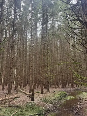 Prodej lesa, Dvory nad Lužnicí, 3483 m2