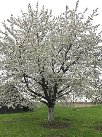 Prodej domu, Běchary, 686 m2