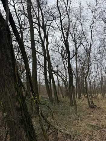 Prodej podílu lesa, Lesonice, 6189 m2