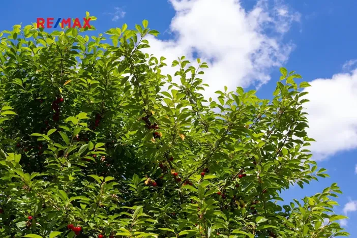 Prodej pozemku pro bydlení, Semily, 1962 m2