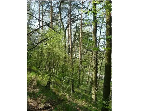 Prodej lesa, Velké Meziříčí, 3927 m2