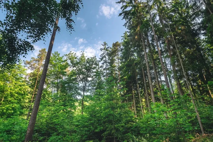 Prodej lesa, Volenice, 84000 m2