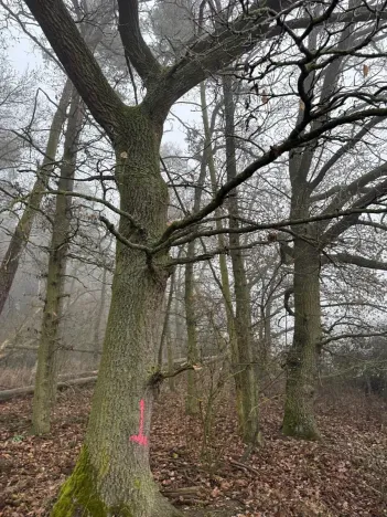 Prodej lesa, Milavče, 5759 m2