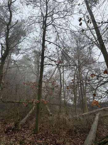 Prodej lesa, Milavče, 5759 m2