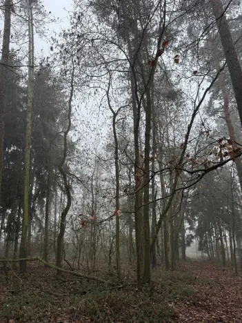 Prodej lesa, Milavče, 5759 m2