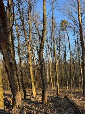 Prodej lesa, Mělnické Vtelno, 2736 m2