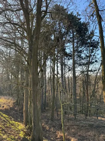 Prodej lesa, Mělnické Vtelno, 2736 m2