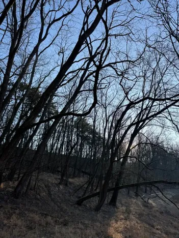 Prodej lesa, Mělnické Vtelno, 2736 m2