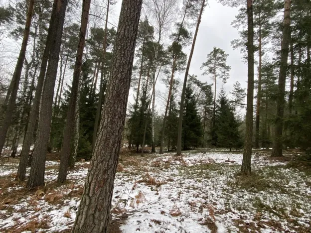 Prodej lesa, Veliny, 4517 m2