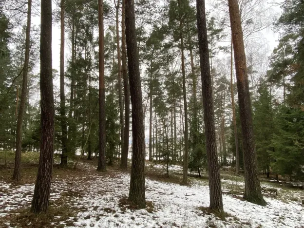 Prodej lesa, Veliny, 4517 m2