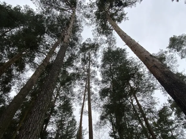 Prodej lesa, Veliny, 4517 m2