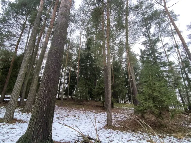 Prodej lesa, Veliny, 4517 m2