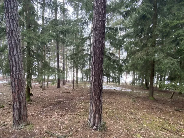 Prodej lesa, Veliny, 4517 m2