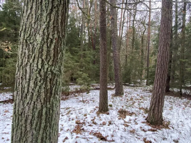 Prodej lesa, Veliny, 16002 m2