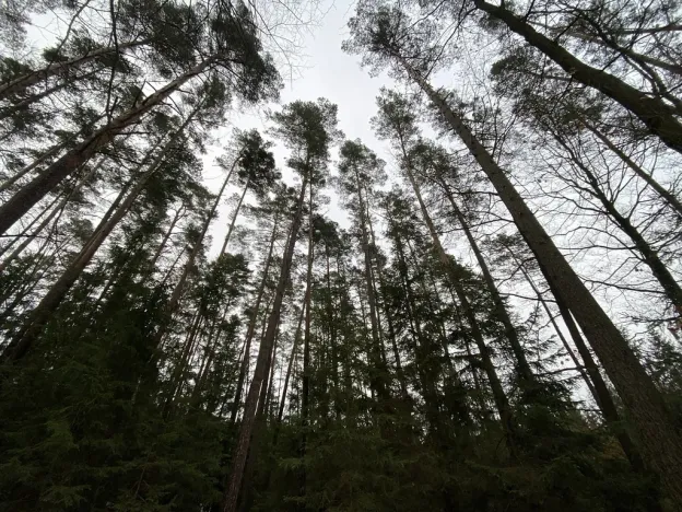 Prodej lesa, Veliny, 16002 m2