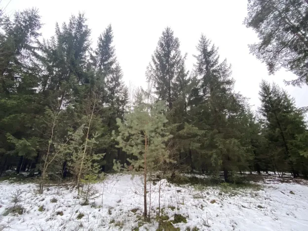 Prodej lesa, Veliny, 16002 m2