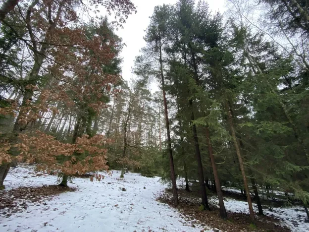 Prodej lesa, Veliny, 16002 m2