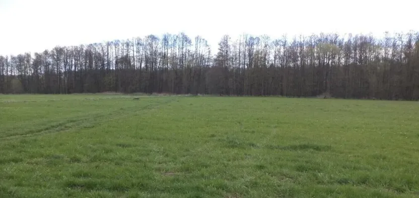 Prodej pole, Tachov, 55666 m2