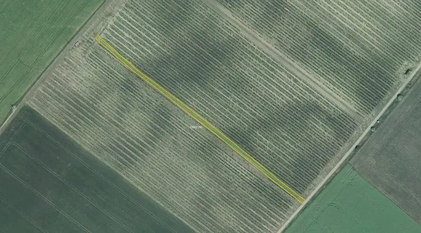 Prodej sadu/vinice, Terezín, 5465 m2