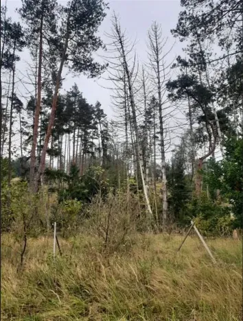 Prodej lesa, Vladislav, 4743 m2