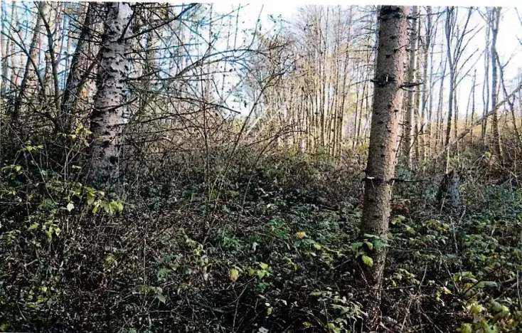 Prodej lesa, Vladislav, 4743 m2