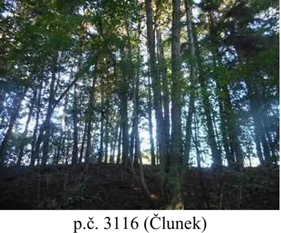 Prodej lesa, Člunek, 1493 m2