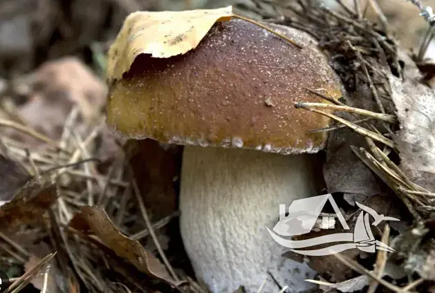 Prodej bytu 3+kk, Bansko, Bulharsko, 172 m2