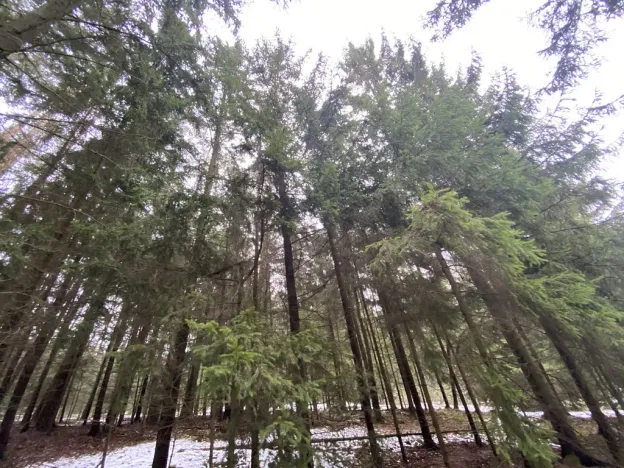 Prodej lesa, Veliny, 4431 m2