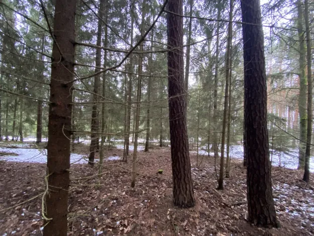 Prodej lesa, Veliny, 4431 m2