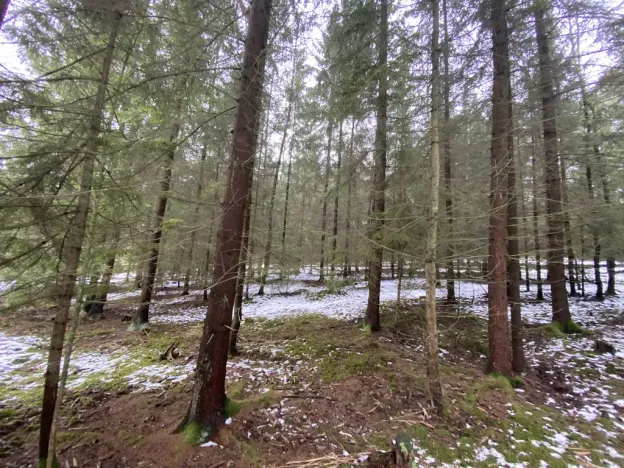 Prodej lesa, Veliny, 4431 m2