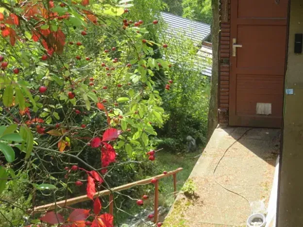 Dražba chaty, Stříbrná Skalice, 42 m2