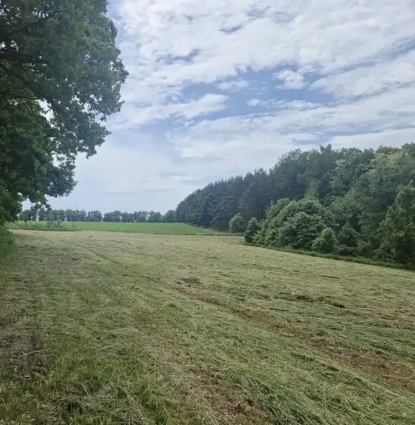 Prodej lesa, Paceřice, 4924 m2