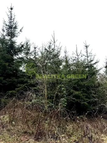 Prodej lesa, Konice, 3343 m2