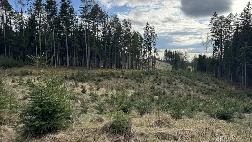 Prodej lesa, Pecka, 35108 m2