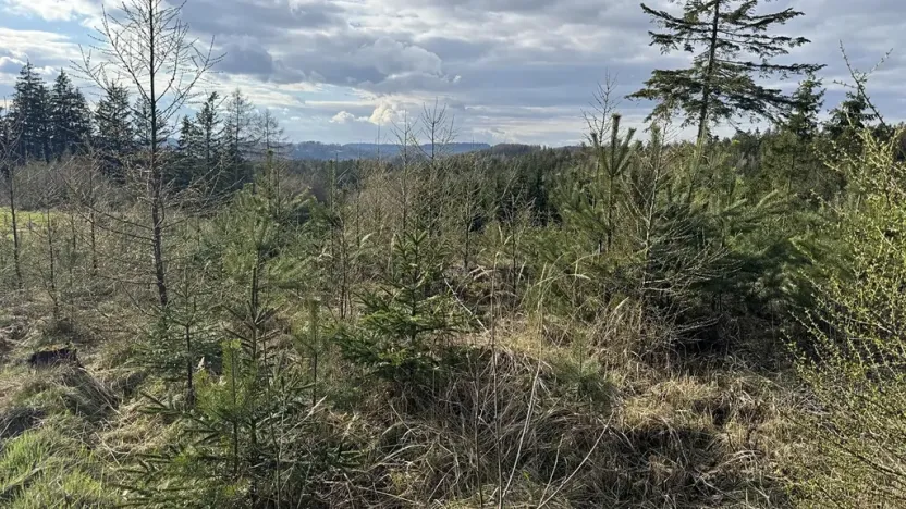 Prodej lesa, Pecka, 35108 m2