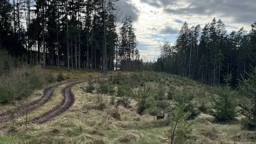 Prodej lesa, Pecka, 35108 m2