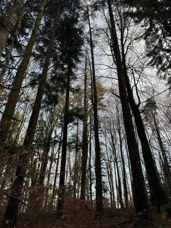 Prodej podílu lesa, Halenkov, 1840 m2