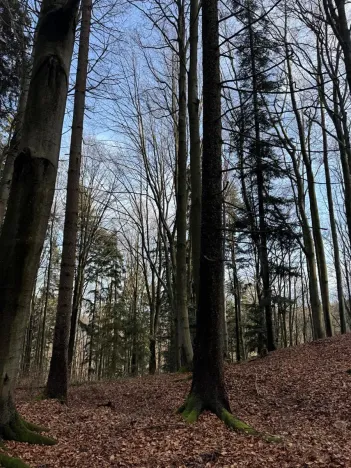 Prodej podílu lesa, Halenkov, 1840 m2